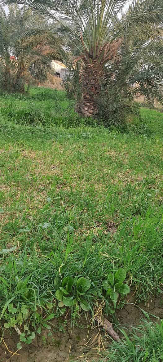 سلام عليكم بستان بلمزبانيه قرب المدرسه المساحه الف متر النزال ٤٠والعرض ٢٥طابو زراعي سند خمسه وعشرين السعر ١٢٥وبي مجال  رقم التليفون***********
