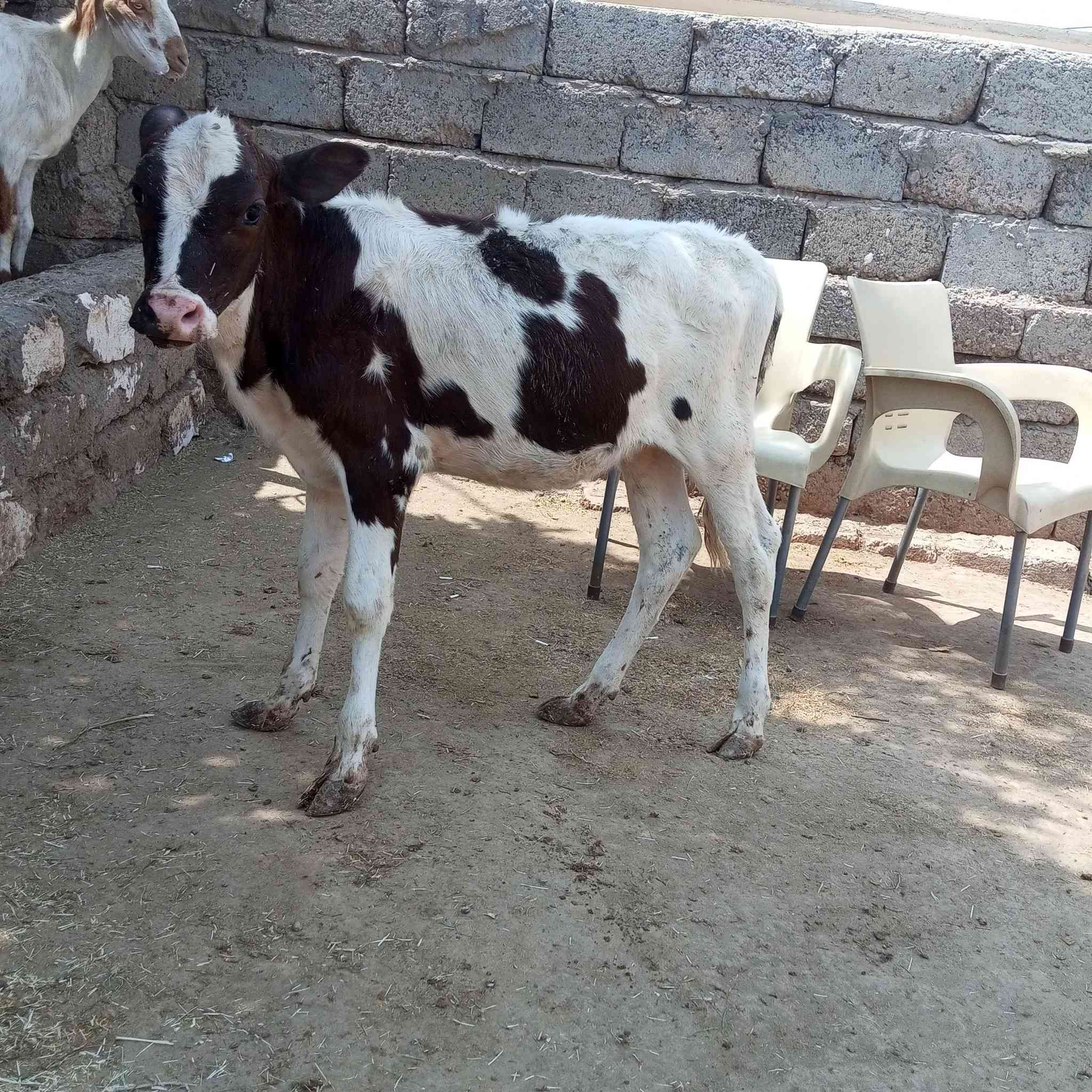 السلام عليكم اخوان متاح حوليه تلقيح هولشتاين اجم رقم واحد حوليه درجة اولى اولى مال بيت جمه وثيل گصير وين اليدور حلال زين ونضيف حوليه مشروطه شرط ال شرط 
العنوان صلاح الدين الشرقاط قريه شكرا
ه‍ ***********👉 بيه واتساب 
الشراي يتصل ويدلل 
يوجد خدمت توصيل حسب التفاق
