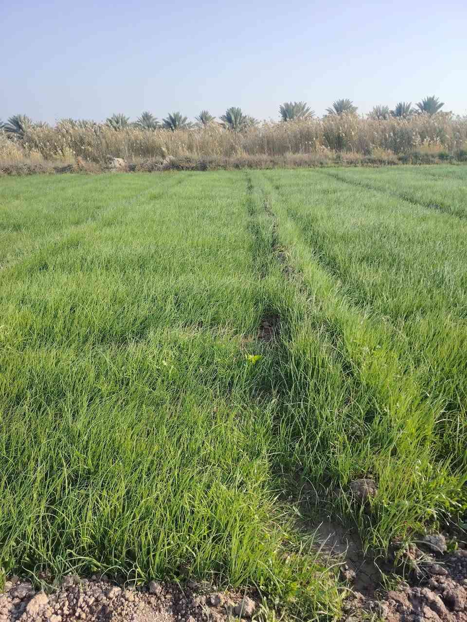 #بصل دايه عريب بذور متعهده فول خشن
مكاني الفيادة طريق الزوار عمود 713
***********
***********
