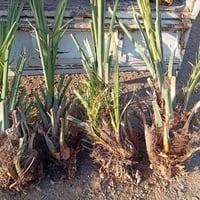 يوجد فسائل اصطه عمران للبيع سعر الفسيله 30الف الاستفسار ع الرقم التالي...