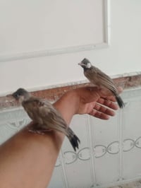 مخاليف • طيور اليفة • حيوانات اليفة • طيور للبيع • طيور النجف • حيوانا...