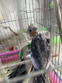 جاكيتين • بسحاب • مقاس ٢٥