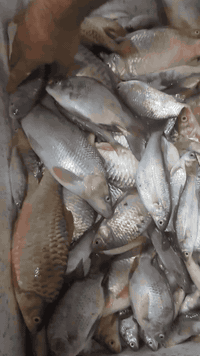 يا الله علئ بركت الله وجبه جديده خير من الله 
زوري 
شأنك 
كارب 
كطان وشبوط 
سمتي 
حمري 
غريبه خشنه
كله صيد جديد 
مكان بغداد الراشديه مقابل لكهرباء 
***********
