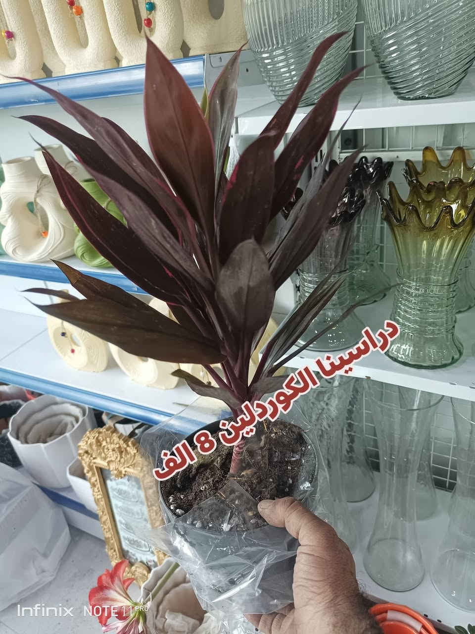 الانبار الرمادي العزيزية مكان الجديد...من جهة شارع العام  شارع ميسلون  اول فرع على اليمين *********** ... يوجد توصيل داخل الرمادي. @الجميع
