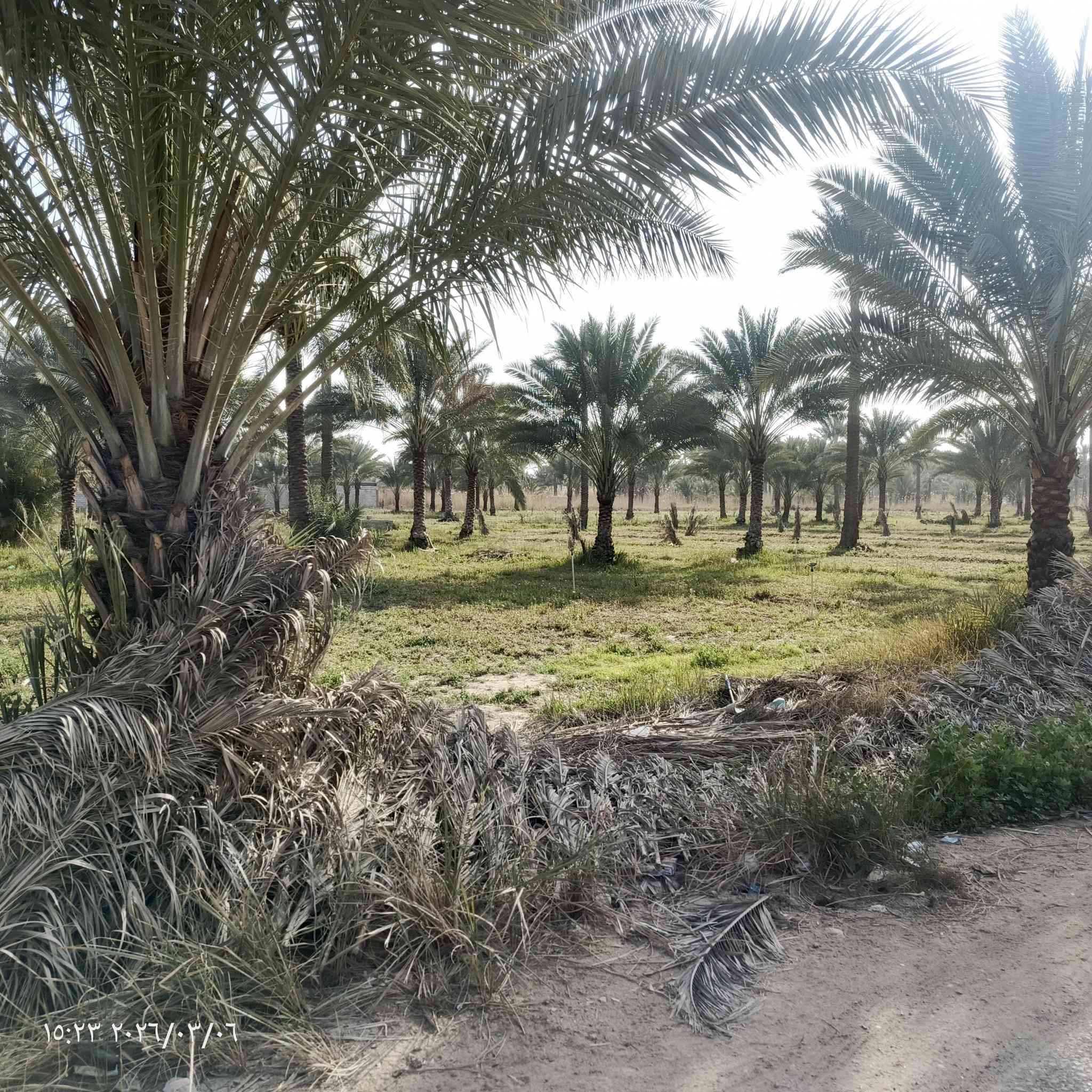 سلام عليكم دونم طابو سند 25 مناصفه شرط يتحول بطابو واجه دونم 32م نزال 78م موقع المدائن سلمان باك منطقه باوي غريب على شارع العام بنص البيوت  #ملاحضه دونم فقط يصلح سكن فقط سكن تواصل على خاص أو على رقم ***********
