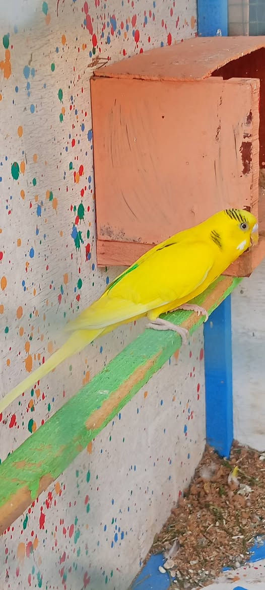 السلام عليكم
زوج بلابل 🐦
مع قفص كبير بطول متر وعشرين سانتيم 120 وعرض خمسه وسبعين سانتيم 75 وووبي 7 بيوت
متزاوجات كل سبوعين يبيضن 4 الى5 بيضات 
سعرررر 30


**إذا كنت صاحب هذا الإعلان وتريد حذفه لأي سبب، رجاءا أرسل رسالة إلى الدعم الفني**