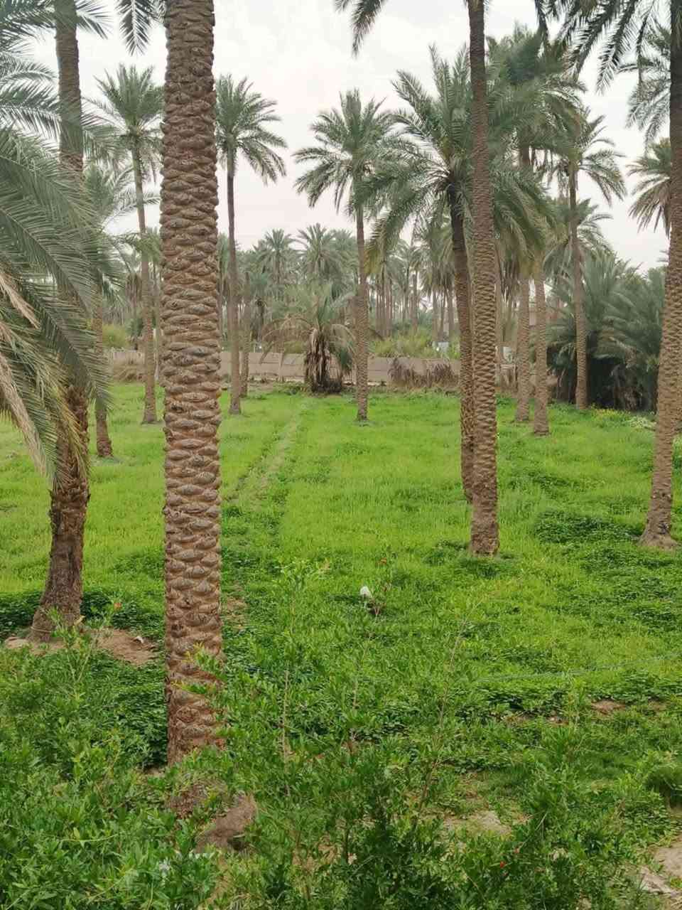 آللهم صل على محمد وآل محمد 
ارض للبيع المساحه 4 دونم ونص طابو زراعي سند 25 على شارعين تبليط وبيهن بيت متوفره كافة الخدمات العنوان كربلاء طويريج المنفهان السعر خاص للإستفسار الأتصال على الأرقام الموجوده 
***********
***********
