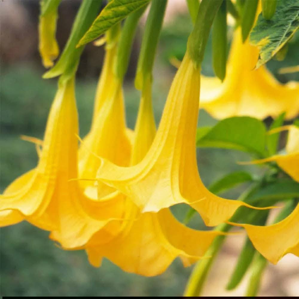 السلام عليكم متابعينا 🤍.
نعلن عن توفر شتلات اشجار بوق الملائكة او شجيرة الكولونيا🌼🌼🌳

 أرتفاع متر تقريباً ✨
 السعر ١٣ الف 🔥

🍂الوصف النباتي بالاسفل 🍂

بوق الملائكه:Angel,s Trumpet
يضم جنس البروجمانسيا ٧ أنواع ما بين أشجار و شجيرات ،تتسم بجمال و روعة ازهارها التي تتخذ شكلا قمعيا يشبه البوق ليس هذا فحسب فأريجها الفواح يزيد جمالا وخاصة في فترة المساء مما أكسبها اسم أبواق الملائكه
تمتلك تلك الازهار البهيه طيف من ألا لوان الزاهيه من الابيض .الوردي.الاحمر.الاصفر .البرتقالي ويصل طوال الزهرة
من 10- 35سم  قد تكون مفرده ..أو مزدوجه..
غالبنا ما تزرع كنبات زينة نظرة لجمالها ورائحتها العطره
وفي الطب الحديث أثبتت  الابحاث أحتوئها على مجموعه من القلويدات واستخدماته في العديد من الثقافات الامركيه كنبات طبي
الزراعة 
يزرع بسهوله في تربه رطبه جيدة الصرف خصبه في أماكن مشمسه الى نصف ظليه ...حساسه للصقيع ..
تزهر ببداية الربيع  وحتي الخريف 🍂🍂
📍 العنوان: بابل/محاويل.
📍 متوفر توصيل لجميع محافظات العراق 🚗🚗 
📍 للحجز والاستفسار يرجى مراسله الصفحه او مراسلتنا على واتساب من خلال الرقم:
***********
