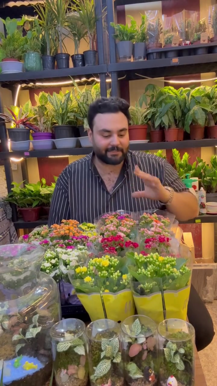 بفضل رب العالمين نباتات الضل المتوفره في معرض اوسكار 
من افضل المناشئ الهولنديه والعراقيه 
العنوان /بابل مسيب/شارع الاول العماره الزرقاء مقابيل امير المختار 
توصيل داخل المسيب حسب المنطقه 
توصيل كل المحافظات ٥٠٠٠
***********
