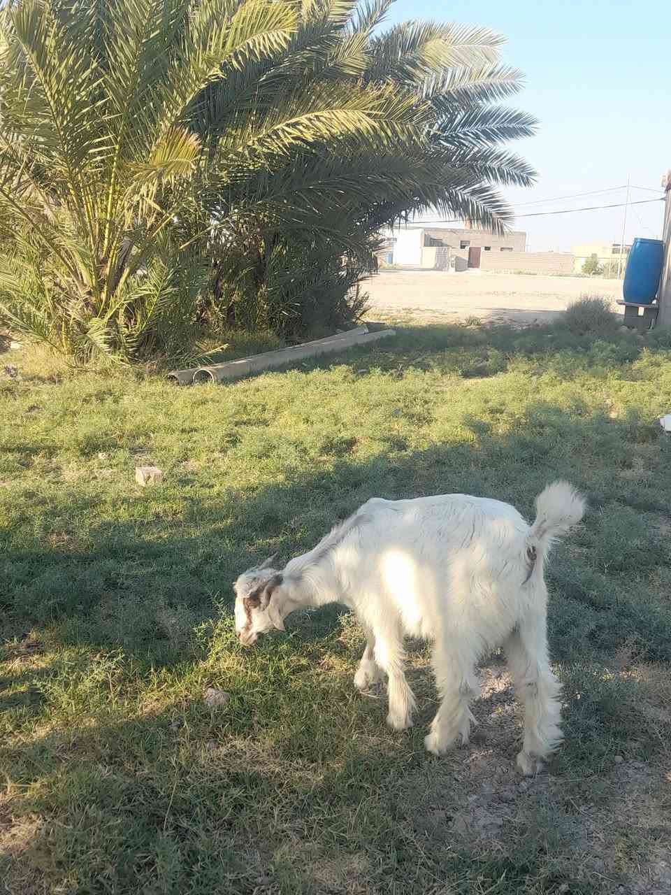 تيس كزك للبيع
يرهم كصابه ويرهم جني  سعره ١٢٠  شرط صحه 

***********مكان الهلال
