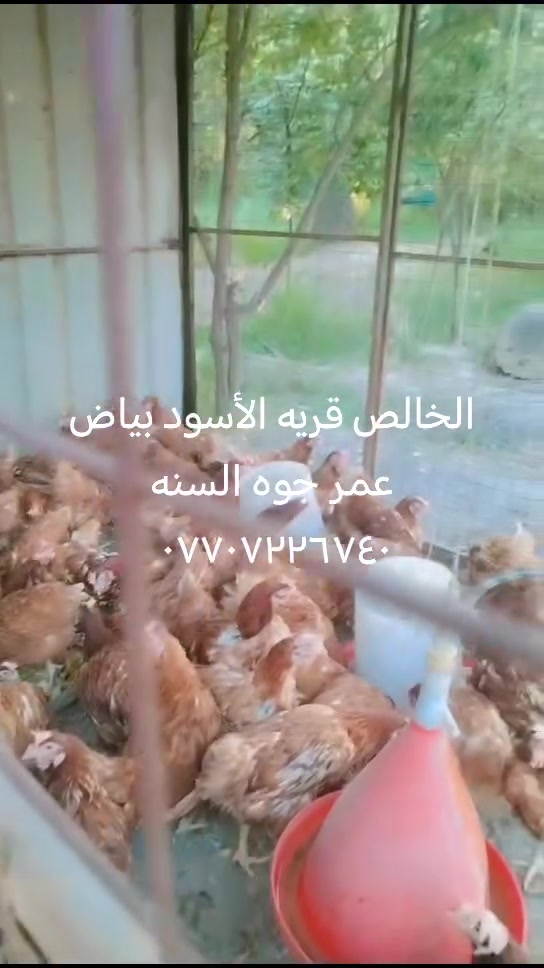 توصيل ليمك ***********
