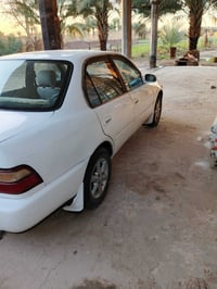 ويل كب • مقاس ١٤ • مراوس