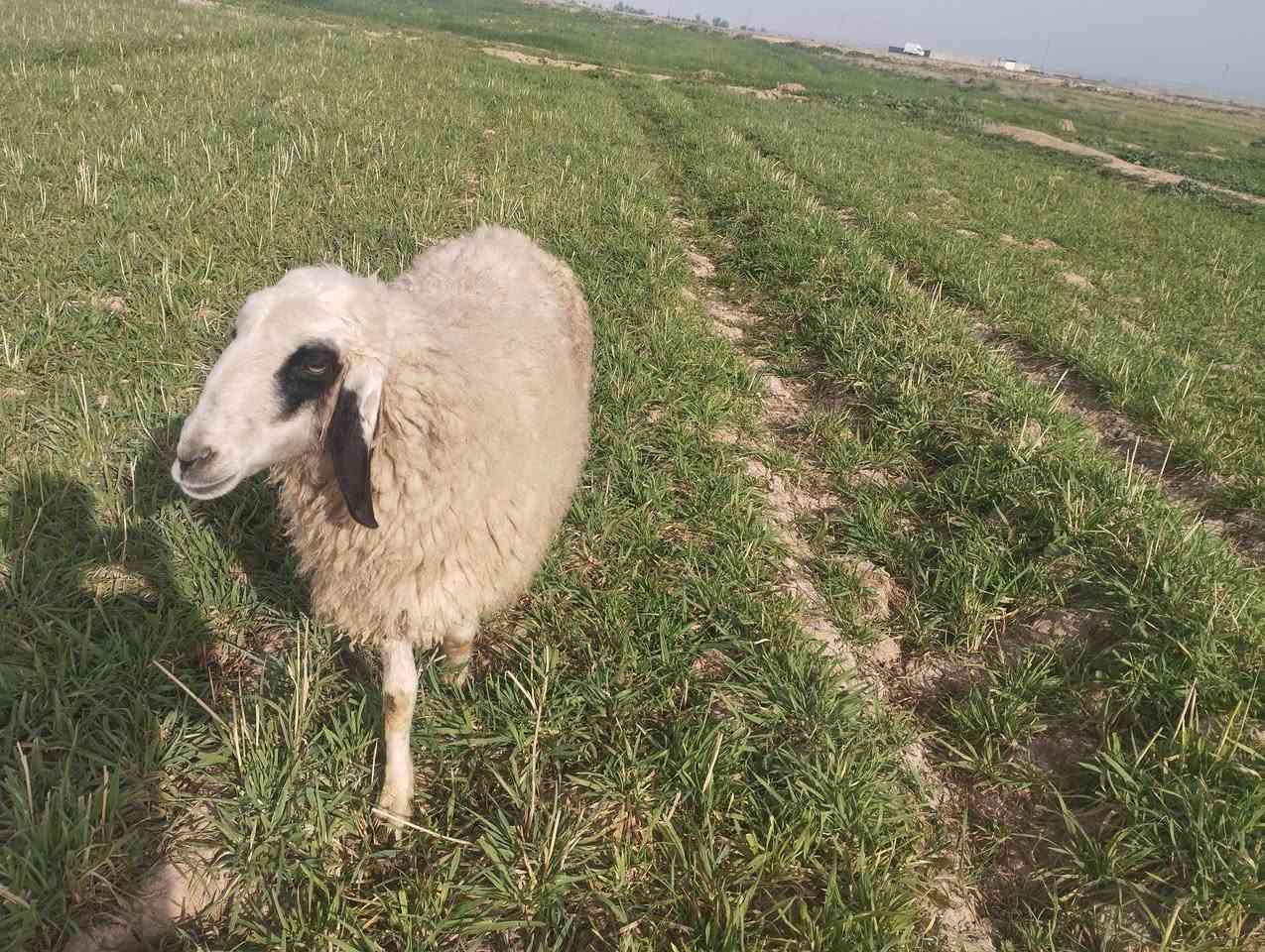 نعجه للبيع السعر خاص او اتصال ***********
