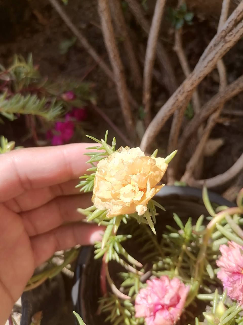 السلام عليكم لأهالي الكوت الطيبين 🌸🍃
طبعا كلنا نريد نباتات تقاوم حرنا، فجبت لكم أكثر نباتين يتميزن بمقاومة الحرارة وبنفس الوقت دائميات الخضرة والتزهير طول الصيف:

​_ عين البزون باللون الأبيض الفاخر 🤍

_ ورد الصباح. 

​💰 السعر: 750 دينار فقط للسندانة! (لأهلنا بالكوت والمناطق القريبة).

📌 ملاحظة: أقل كمية للطلب هي 5 سنادين، والتوصيل ثابت لباب بيتك بـ 3,000 دينار فقط 🛺💨.

للحجز والاستفسار التواصل على الخاص.


**إذا كنت صاحب هذا الإعلان وتريد حذفه لأي سبب، رجاءا أرسل رسالة إلى الدعم الفني**
