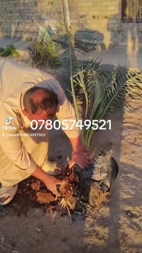 نخيل البرحي • تجذير • العراق