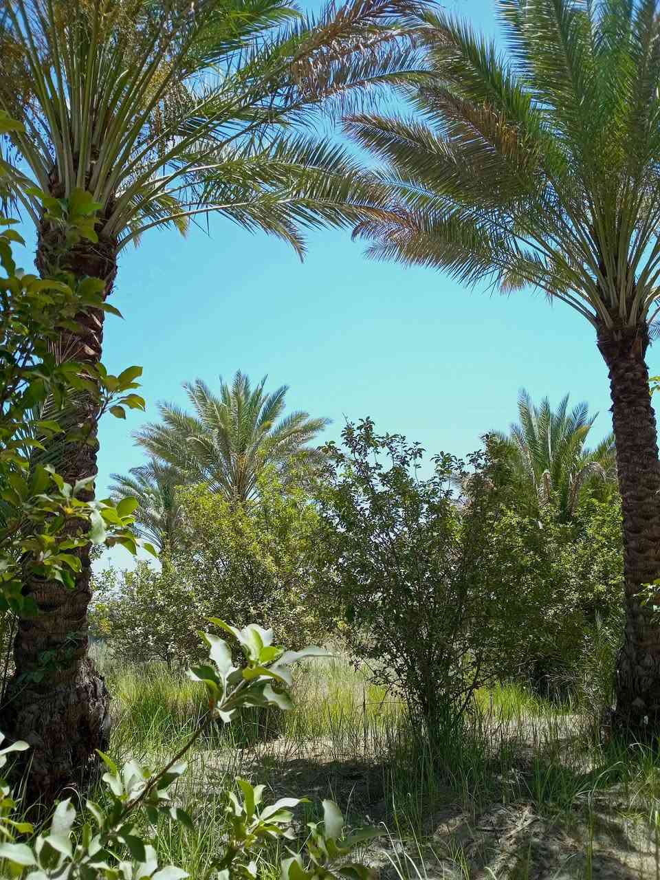 720 متر طابو زراعي سند ٢٥ على شارع المنطقة الرئيسي كامل خدمات 
كهرباء خطين ذهبي ماء اساله مع سقي تحتوي على نخيل وأشجار تفاح موقع ممتاز 
ترهم سكن او مزرعه ترفيهية دار للأستراحة تبليط واصلها تبعد عن التبليط 50 متر 
سعرها ٧٠ وبيها مجال بأسمي شخصيا العنوان بغداد الراشدية 
***********
***********
