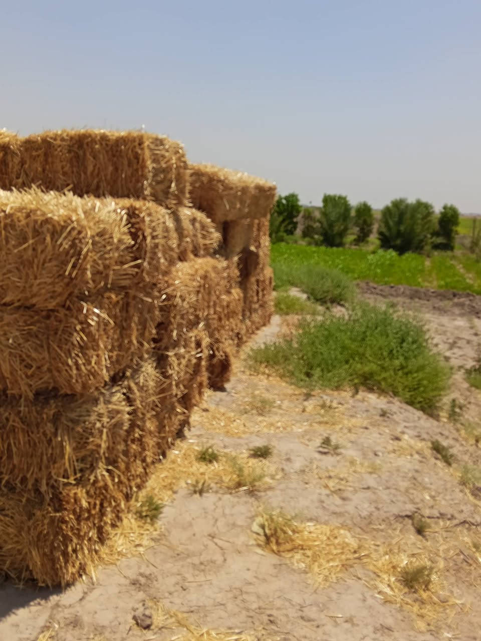يوجد كبس للبيع العنوان واسط الصويره الزواج ب 4 يوجد توصيل داخل الصويره الاستفسار ***********
