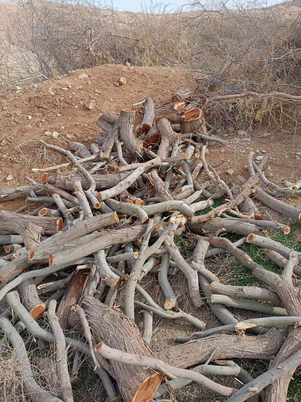 السلام عليكم حطب للبيع سعر الكيا 250 الاتصال على هاذه رقم ***********
