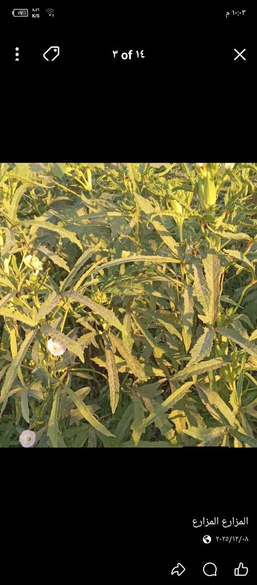 بذور بانيه متعهد بيه درجه اولى نوعيه البذور العبير ***********
