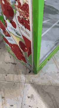 عارضه ايكور تركي اصلي 100%
نضافتهاا وتجميدهاا خير من الله 
العنوان بغداد مدينة الصدر 
وات ساب. ***********
