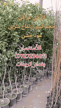 أنتاجنا من شتلات اللالنكي العراقي🍊  عود خشن ارتفاع مترين تجهيز جملة وم...