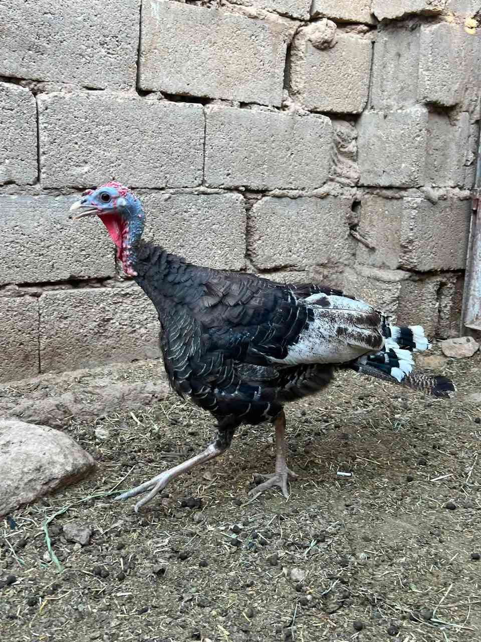 متاح نثيه فسيفس خشنه حلوه وراها 9 وصاويص فسيفس و5 عرب ونثيه فسيفس خشنه سمينه ترهم ذبح وترهم جنيه مكاني حديثه حي الثمانيه شراي يراسلني خاص


**إذا كنت صاحب هذا الإعلان وتريد حذفه لأي سبب، رجاءا أرسل رسالة إلى الدعم الفني**