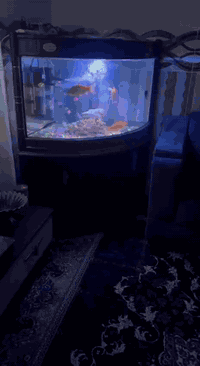 حوض سمك للبيع كامل هو والميز حيل حلو السعر 350 وبي مجال***********
