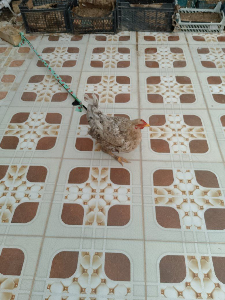 مساء الخير 
عندي هايه الدجاجة للبيع


**إذا كنت صاحب هذا الإعلان وتريد حذفه لأي سبب، رجاءا أرسل رسالة إلى الدعم الفني**