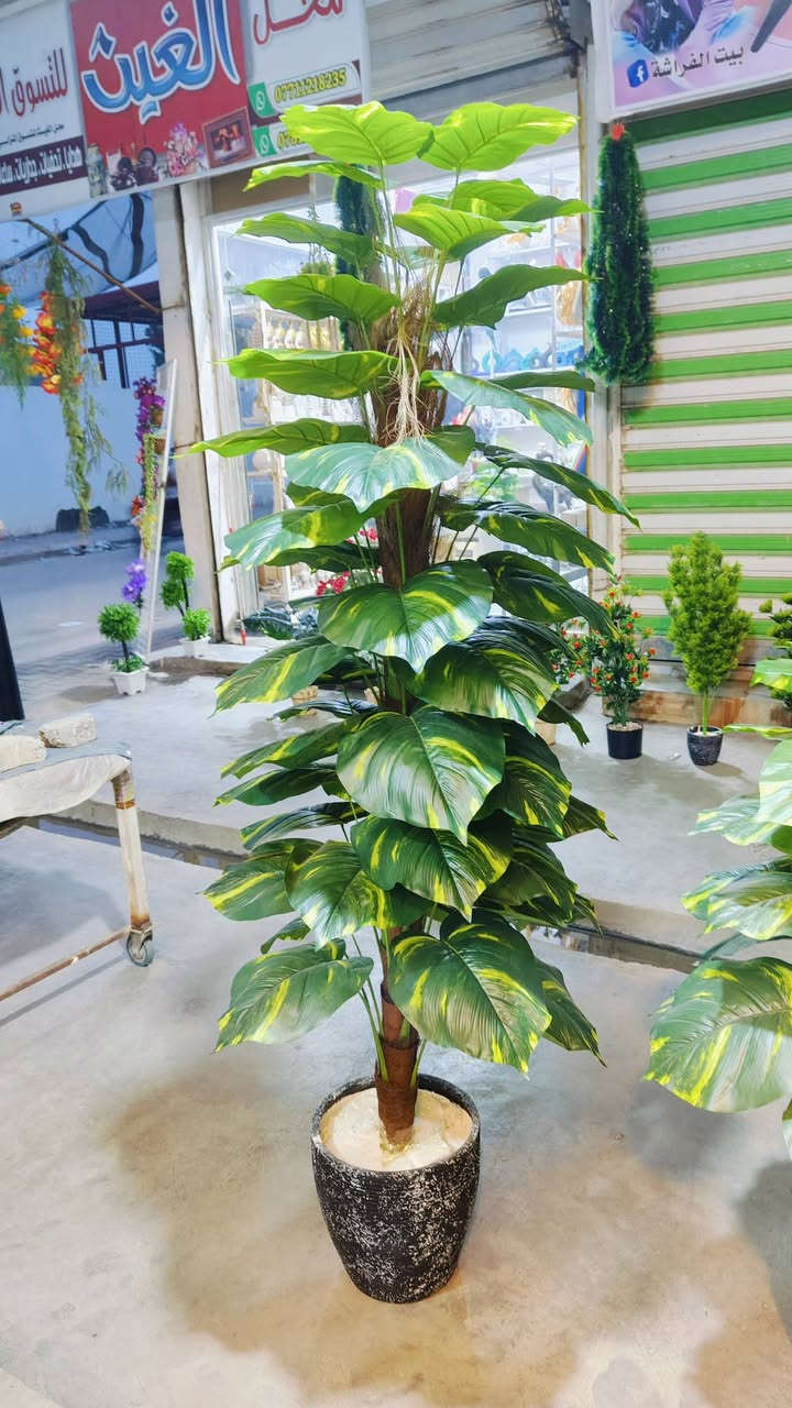 .اشكال وموديلات مختلفه من الأشجار الصناعيه🌳 ترضي جميع الأذواق🌴مقاسات مختله...
عنوان المحل #واسط قضاء #النعمانيه 
 الشيشان الجديد الشارع الرابع
  محل الغيث للتسويق  محل الغيث للتسويق المنزلي


**إذا كنت صاحب هذا الإعلان وتريد حذفه لأي سبب، رجاءا أرسل رسالة إلى الدعم الفني**