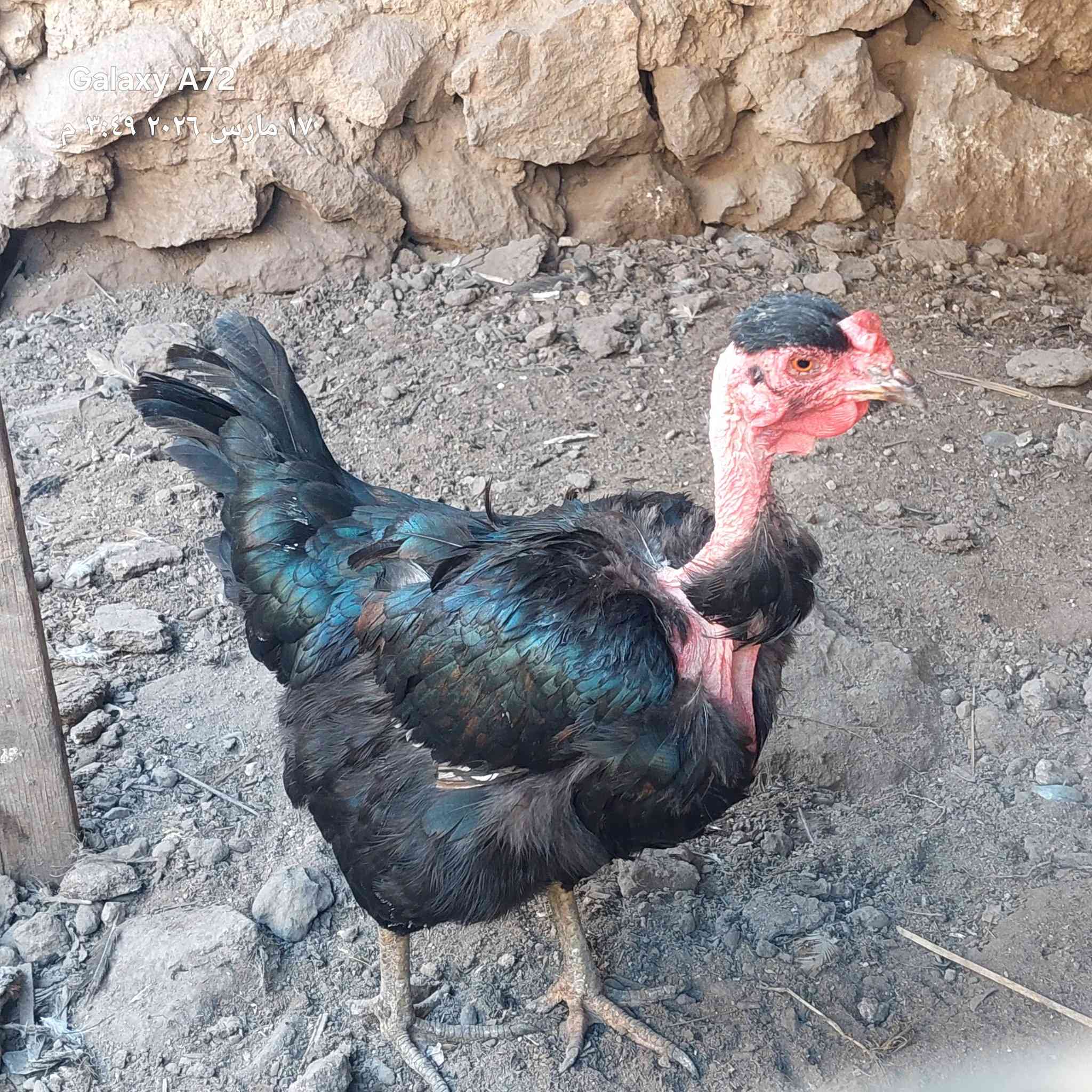 متاح زوج رماديات ودجاجة وديج للبيع
المكان بني داهر 
للاستفسار اكثر على الخاص


**إذا كنت صاحب هذا الإعلان وتريد حذفه لأي سبب، رجاءا أرسل رسالة إلى الدعم الفني**