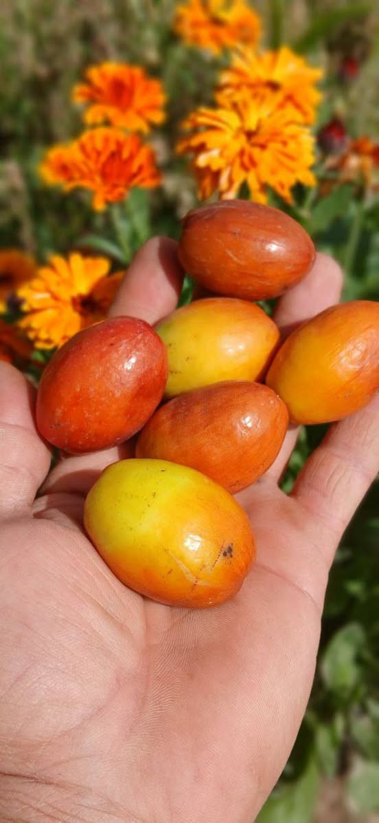 متوفر اقلام سدر تفاحي وعرموطي  مجانا للثواب  *********** السماوا, المثنى
