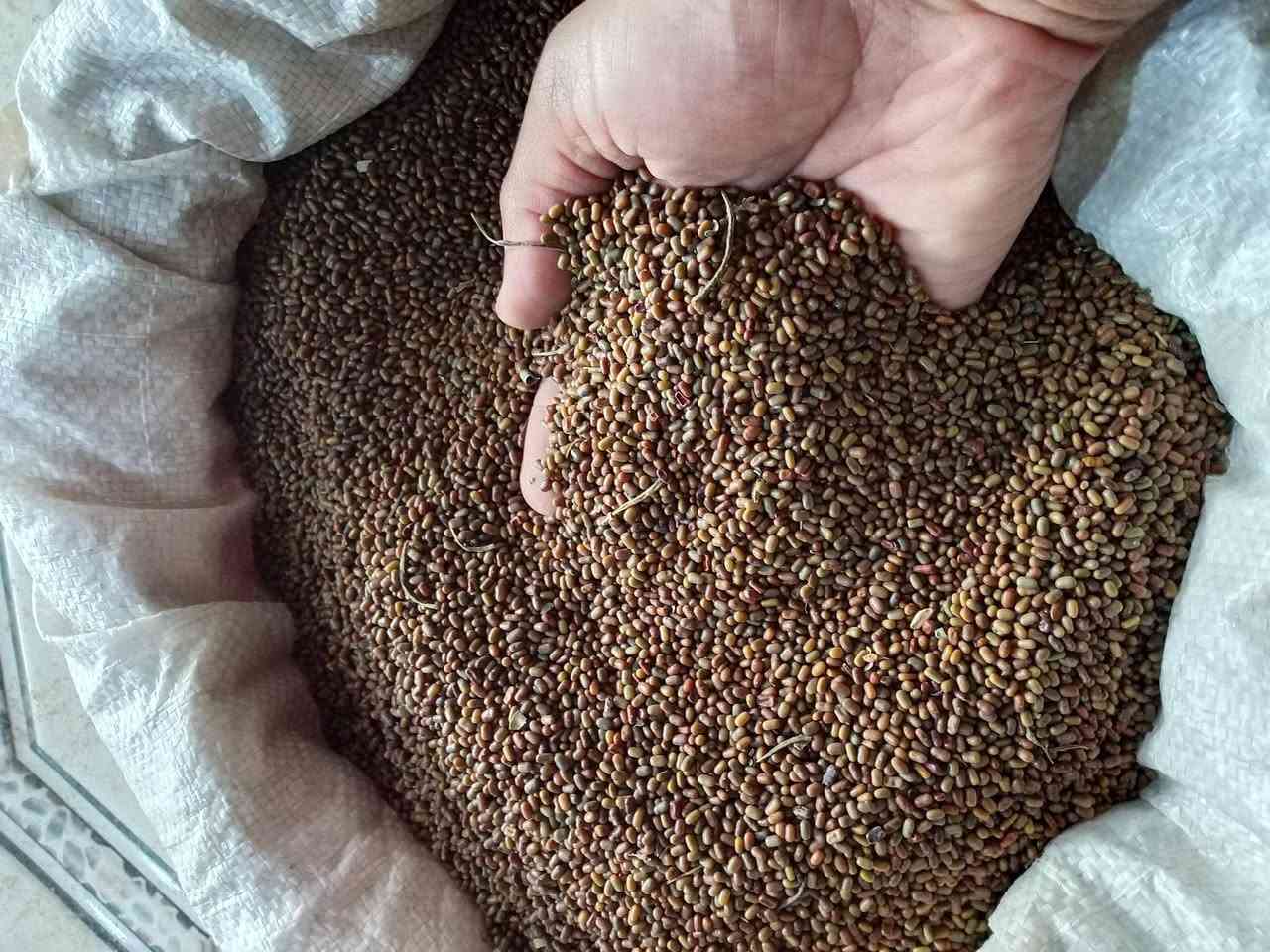 السلام عليكم موجود (طن بذور سيسبان للبيع) حصاد حاصودة للستفسار على رقم ***********
