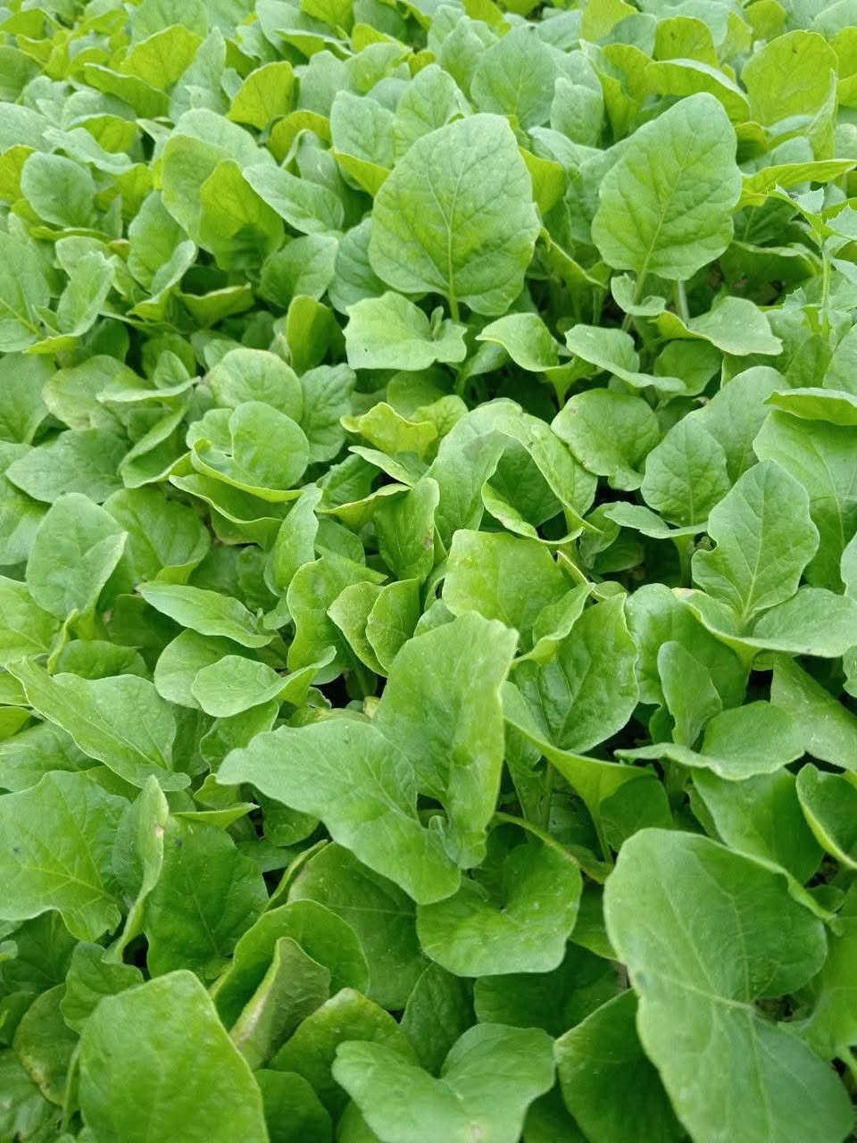 السلام عليكم لقد تم وصول الى مشتل بركات الزهراء الدايات الباذنجان السوري ابو المشط والفلفل الحار والفلفل البارد والطماطة العنوان الديوانية الشافعية منطقة المعمل للإستفسار الاتصال على الأرقام التالية ***********او ***********او *********** زورونا لتجدو كل ما هو جديد ونادر
