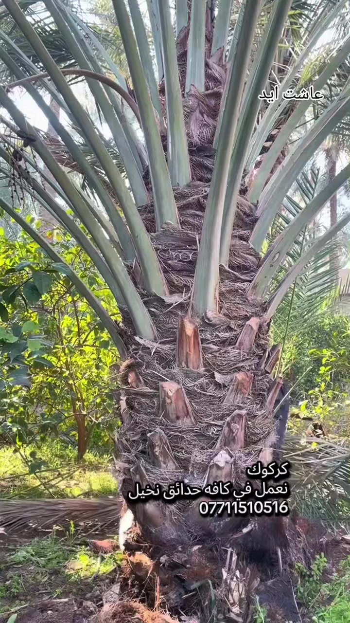 🌹مستعدون لترتيب وهندسه تصاميم الحدائق المنزليه 🌹
/***********/ واتساب
🛑تصميم و ترتيب الحدائق المنزليه.م̷ـــِْن جديد
🛑تصميم النينة والاشجار جميع نباتات
🛑زراعة الثيل بكل انواعة (الايطالي والفرنسي و الهندي) 
🛑زراعة الاشجار 🌱🌿 و النخيل 🌴
🛑زراعة الورود 🌹🌺 وجميع نباتات
🛑قص الثيل وتحديدة 🍀 وترتيبها

🏝️متواجدون في جميع مناطق كركوك 🏝️ #
