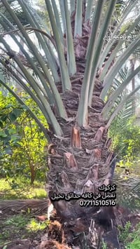 تنسيق حدائق منزلية • زراعة ثيل • كركوك