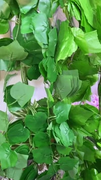 لبلاب متدلي • ٢ متر • توصيل خانقين