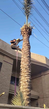 تقطيع شجر • نخيل • الكرخ والرصافة