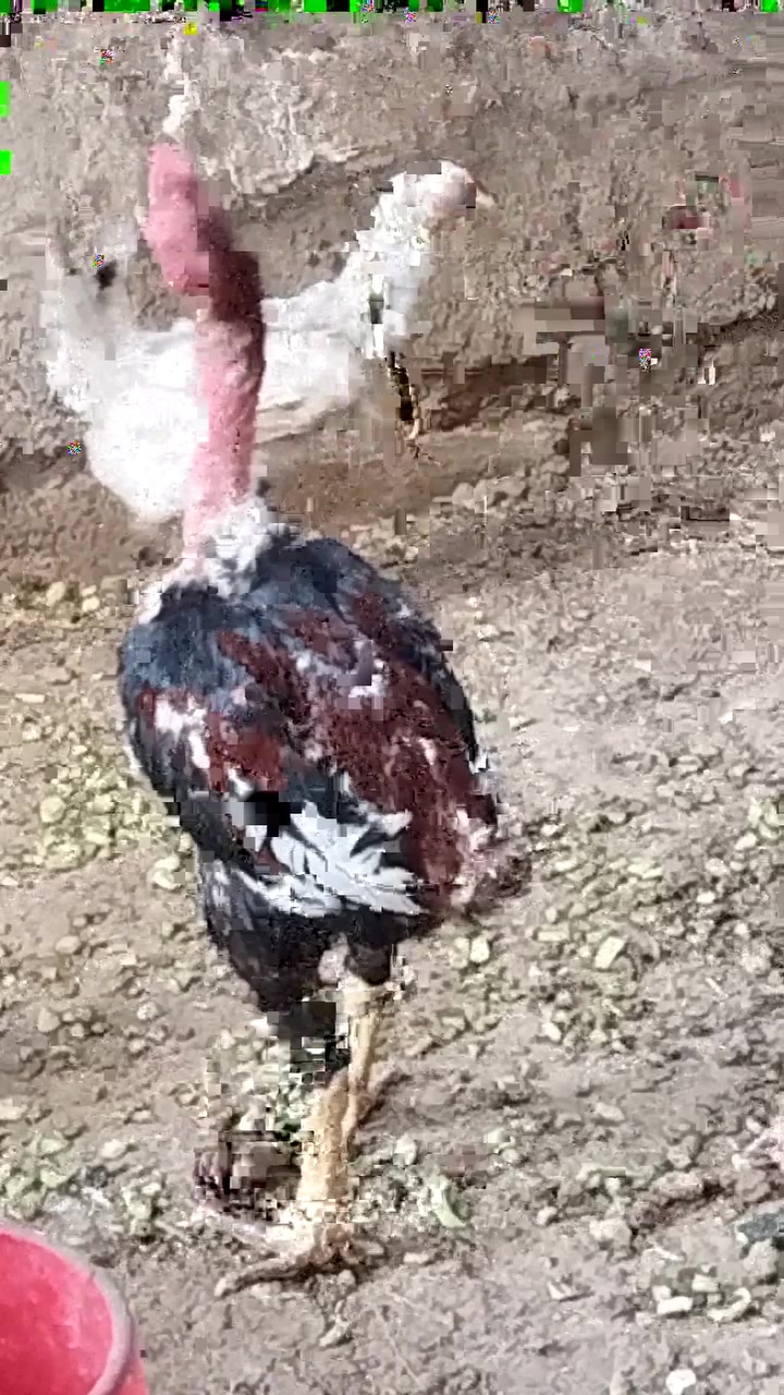 للبيع    
العمر   8 شهر

بۆ فرۆشتن

تەمەنی 8 مانگ


**إذا كنت صاحب هذا الإعلان وتريد حذفه لأي سبب، رجاءا أرسل رسالة إلى الدعم الفني**