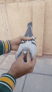 السلام عليكم متاح تك طيره قلمين رابطتهه 2025 طيره حلوه مكاني بغداد حي ؤر ام الكبر والغزلان وهذا رقمي ***********
