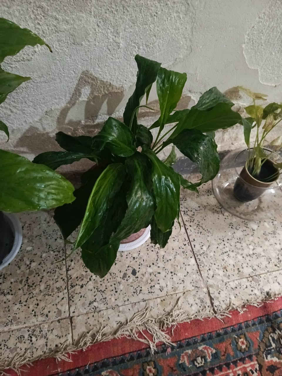 سلام.... توجد خدمه توصيل لجميع المحافظات وداخل كركوك


**إذا كنت صاحب هذا الإعلان وتريد حذفه لأي سبب، رجاءا أرسل رسالة إلى الدعم الفني**