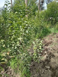 اشجار الرارنج • ارتفاع ٥٠سم-١٥٠سم • كربلاء الابراهميه