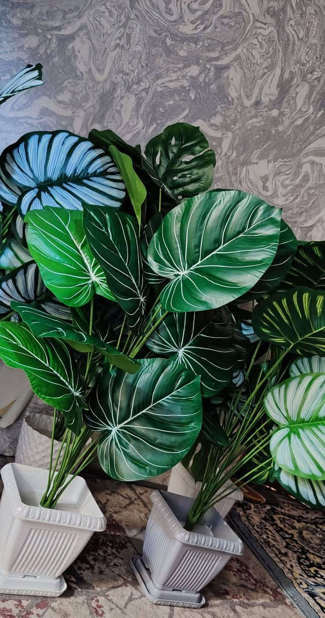 عرض خاص على الأشجار ارتفاع عالي وكثافه والأوراق كبيره وزيتيه قابله للغسل بسعراقل من الجمله سعرالشجره ب(١٥) العرض لفتره محدوده


**إذا كنت صاحب هذا الإعلان وتريد حذفه لأي سبب، رجاءا أرسل رسالة إلى الدعم الفني**