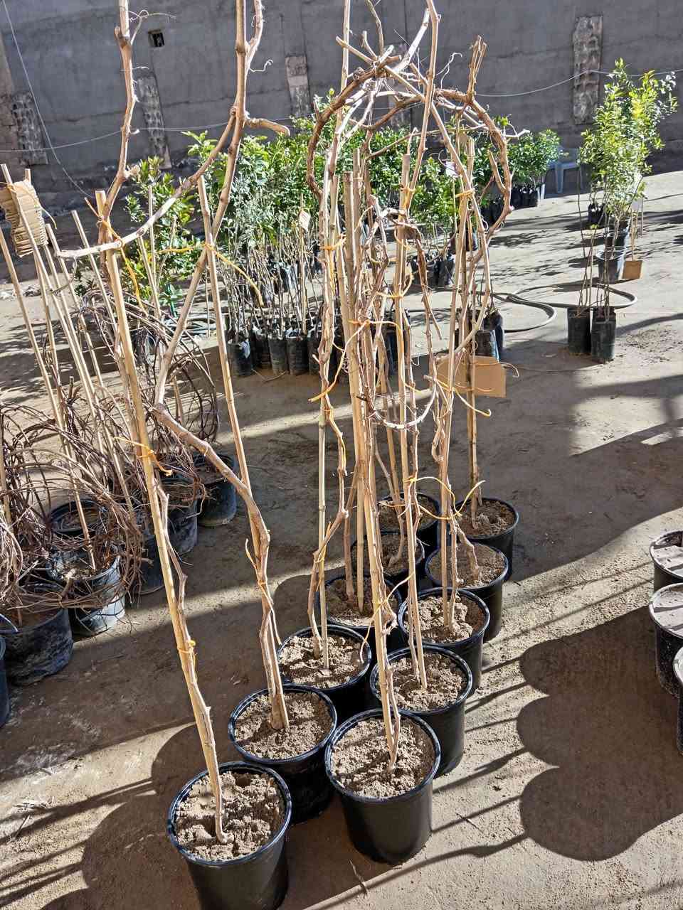 السلام عليكم 🩵

متوفر اشجار عنب صنف عجمي 

ارتفاع الشجرة مترين السعر 8.000 الاف 

#العنوان_القائم_حصيبة 
شارع ابو رندة القديم شارع صيدلية النبع مقابل قرطاسية ديار الأمل 

الإتصال *********** مشتل ابوبكر
