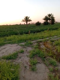 الطاش التل الاخضر • ٥٠٠م • زراعية