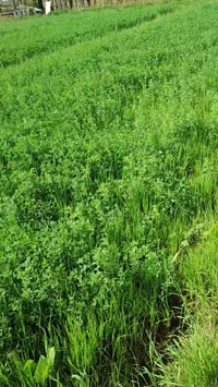 اللطيفية كيلو ١٨ • مقابل سيد فرج • حشة ثانية