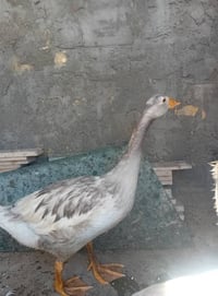 زوج بطوط • ميسان • عمارة