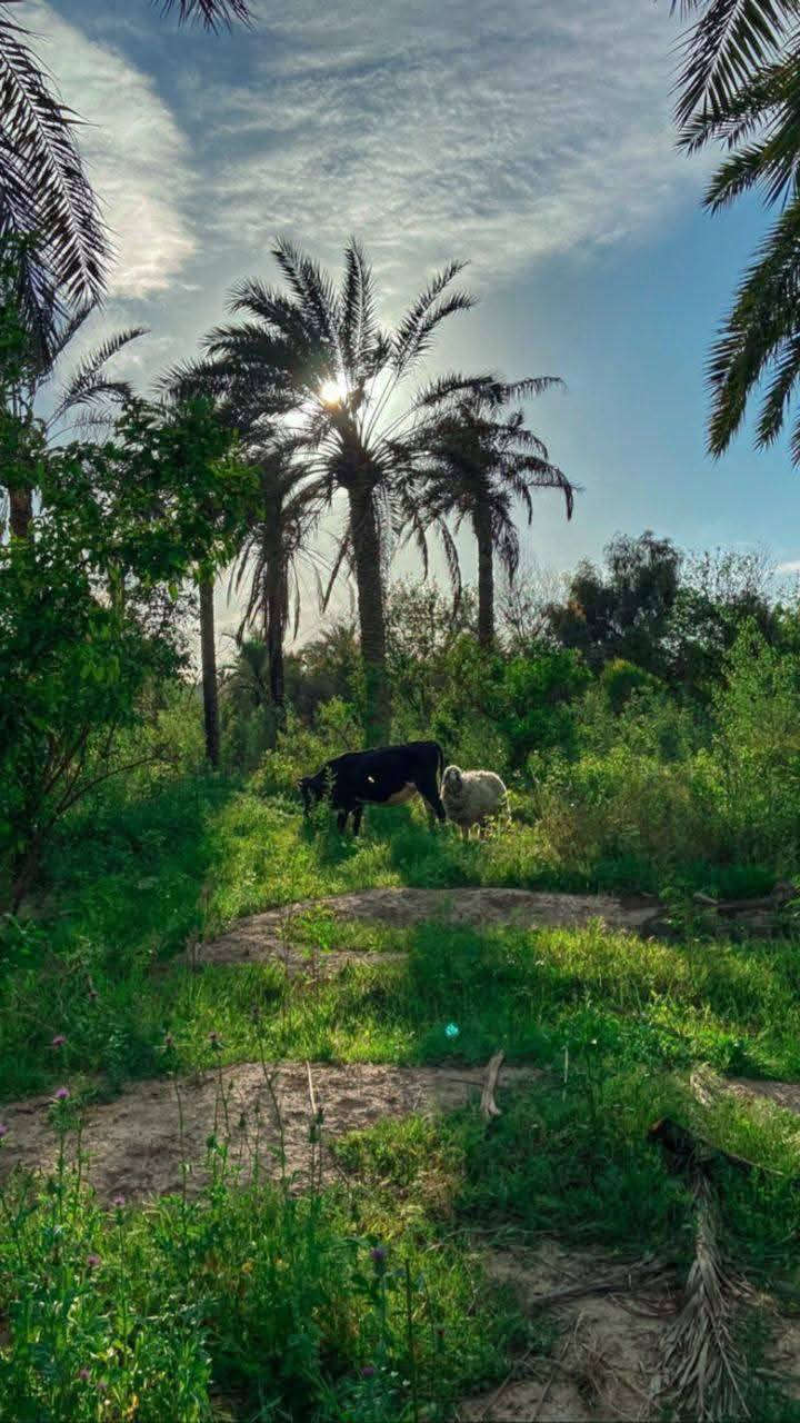 السعر 7مليون وكاملة الخدمات موقع مرتب
#تبعد_عن_خط_لتنمية_اقل_من_كيلو١
#وعن_ذراع_دجلة_نصف_كيلو
طابوسند٢٥تحويل وفتح بيان مباشر بسم المشتري    
 كهرباء مدرسه قريبه مي سقي صيف وشتاء
النصيحه دين والله يا اخوان
وشرط ما تدفع ولا فلس آلة بعد فتح بيان بطابو
تبعد عن المنصور ٢٠دقيقة عن بوابة الكاضمية١٠

تلفون ***********واتساب
