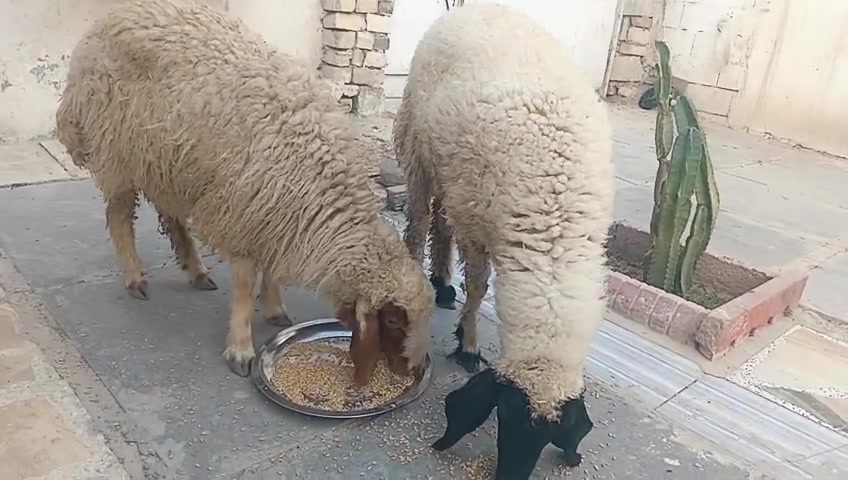 سلام عليكم طليان للبيع شراي يتصل ***********خاص واتساب توصيل موجود مكاني حي البتول
