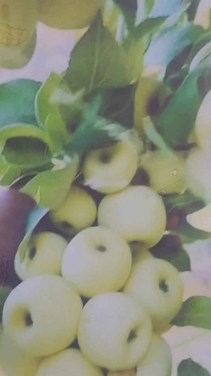 🌹عروض عروض عروض
5 شتلات مطعمه درجه اولى
واصل باب لبيت 25 الف فقط 
 1-تفاحي شرابي مطعم 
2-تكي سلبوحي احمر مطعم
3-تكي شامي ابيض مطعم
4-تكي سلبوحي ابيض مطعم
5-عرموط صيفي مطعم
6 - تكي عراقي درجه اولى
__________________________________________________
كذلك متوفر حمضيات
النجف الاشرف ناحية الحريه ***********
