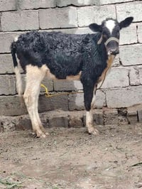 للبيع بجر جنس فريزي اصليه عمرها ٨ اشهر السعر 860 وبيها مجال قليل الاست...